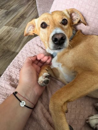 #pawlove #pes #psi #psilaska #dog #doglovers #dog #doggo