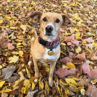 Silikonové známky, co necinkají - již brzy #pes #pozdim #psiznamky #dogstags #psilaska