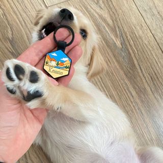 Štěndo Kessie dává svými jelhližkovými zoubky jasně najevo, co si o nové silikonové známce myslí :-D #pes #psiznamka...