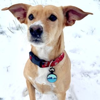 Když chceš fotit nové produkty hned po tom, co tvůj pes zjistí, že sníh se dá aportovat a jíst :-D #pes #snih #zima...