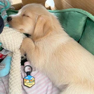 Nádherná Kessie a její nová silikonová známka - na druhé fotce docela jasně ukazuje svými štěněčími zoubky, co si o tom...