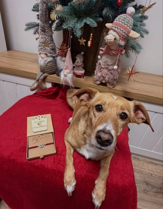 Garance doručení do Vánoc platí pro objednávky uhrazené do nedělní půlnoci (14.12. 23:59), tak kdyžtak prosím objednejte...